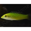 Halichoeres chloropterus 4-6 cm