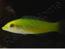 Halichoeres chloropterus 4-6 cm