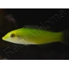 Halichoeres chloropterus 4-6 cm