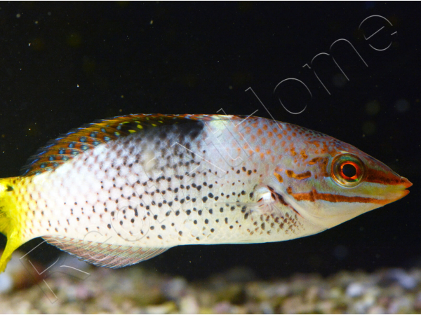 Halichoeres hortulanus 6-8 cm