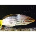 Halichoeres hortulanus 6-8 cm