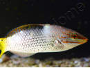 Halichoeres hortulanus 6-8 cm