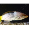 Halichoeres hortulanus 6-8 cm