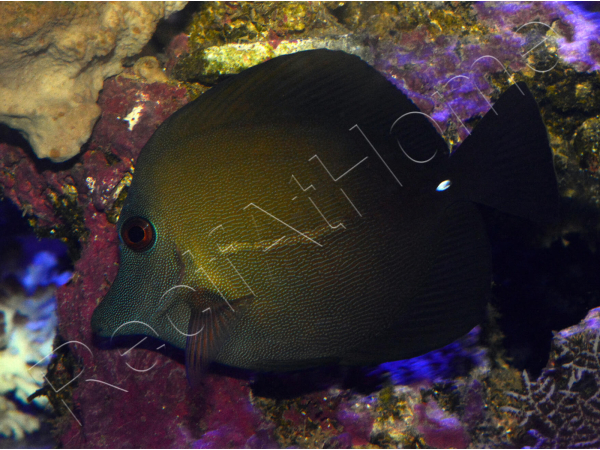 Zebrasoma scopas 4-6 cm