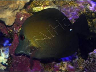 Zebrasoma scopas 4-6 cm