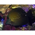 Zebrasoma scopas 4-6 cm