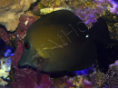 Zebrasoma scopas 4-6 cm