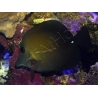Zebrasoma scopas 4-6 cm