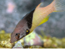 Bodianus mesothorax 5-7 cm