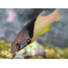 Bodianus mesothorax 5-7 cm