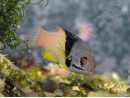 Bodianus mesothorax 5-7 cm