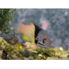 Bodianus mesothorax 5-7 cm