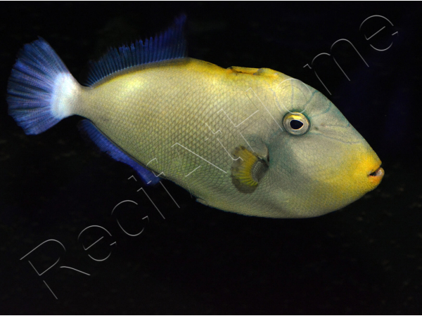 Melichthys vidua 10-12 cm