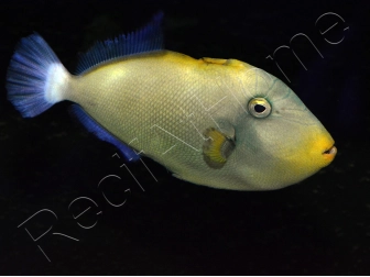 Melichthys vidua 10-12 cm