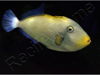 Melichthys vidua 10-12 cm