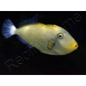 Melichthys vidua 10-12 cm