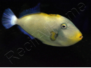 Melichthys vidua 10-12 cm