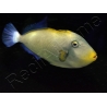 Melichthys vidua 10-12 cm