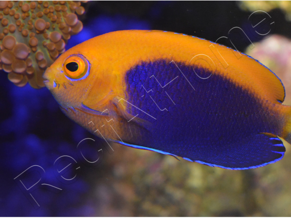 Centropyge acanthops