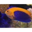Centropyge acanthops