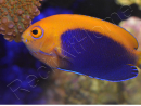 Centropyge acanthops