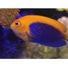 Centropyge acanthops