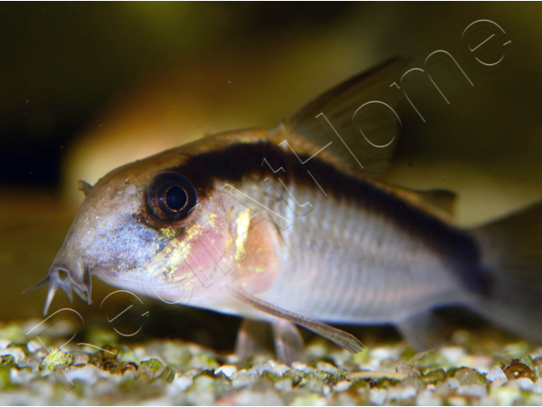Corydoras arqué - Corydoras arcuatus (Amérique du Sud)