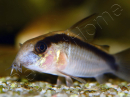 Corydoras arqué - Corydoras arcuatus (Amérique du Sud)