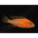 Aulonocara sp. RED (Malawi)