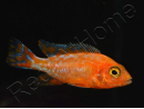 Aulonocara sp. RED (Malawi)
