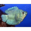 Colisa nain - Trichogaster lalius (Asie)