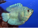 Colisa nain - Trichogaster lalius (Asie)