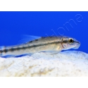 Loche - Gyrinocheilus aymonieri (Asie)