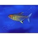 Tetra Citron - Hyphessobrycon Pulchripinnis (Amérique du sud)