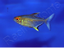 Tetra Citron - Hyphessobrycon Pulchripinnis (Amérique du sud)