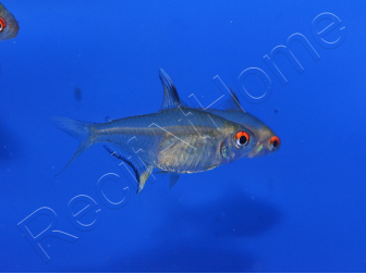 Tetra Citron - Hyphessobrycon Pulchripinnis (Amérique du sud)