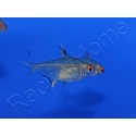 Tetra Citron - Hyphessobrycon Pulchripinnis (Amérique du sud)