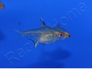 Tetra Citron - Hyphessobrycon Pulchripinnis (Amérique du sud)