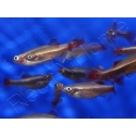 Néon chinois - Tanichthys albonubes (Asie)