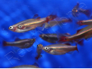 Néon chinois - Tanichthys albonubes (Asie)