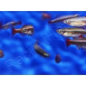 Néon chinois - Tanichthys albonubes (Asie)