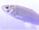 Ides mélanote Bleu - Leuciscus idus
