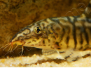 Botia lohachata - Loche striée (Asie)