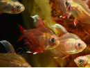Tétra rosé - Hyphessobrycon bentosi