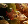 Tétra rosé - Hyphessobrycon bentosi