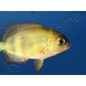 Paretroplus menarambo (Madagascar) 