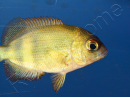 Paretroplus menarambo (Madagascar) 