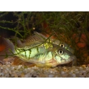 Corydoras poivré - Corydoras paleatus (Amérique du Sud)