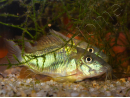 Corydoras poivré - Corydoras paleatus (Amérique du Sud)