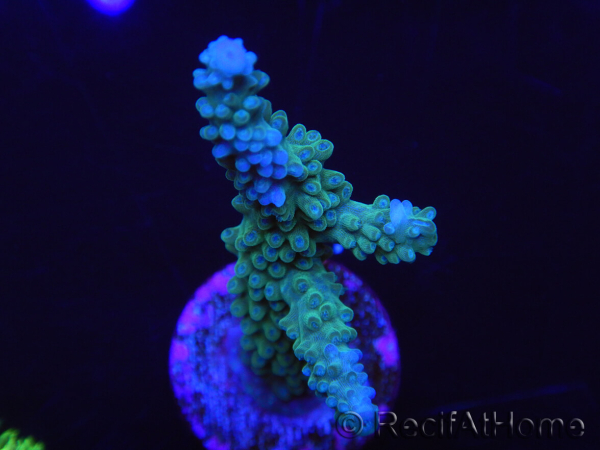 WYSIWYG Acropora muricata Blue 5R2